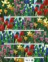 Fiori